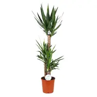 Yucca 90-45-20 24/130