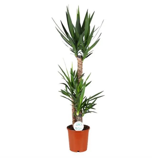 Yucca 90-45-20 24/130