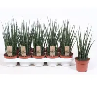 Sansevieria cyl. Fernwood mikado 12/40