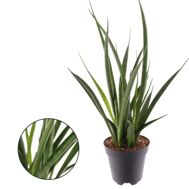 Sansevieria kirkii friends 12/40