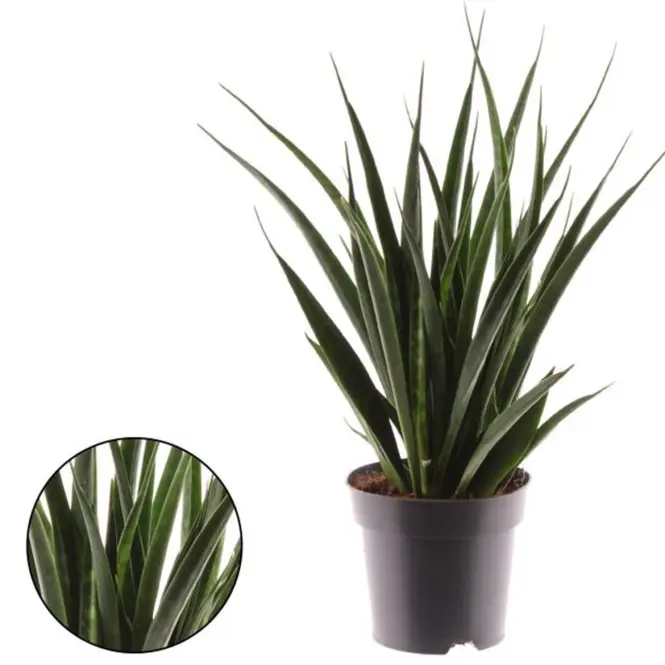 Sansevieria kirkii friends 14/50