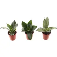 Sansevieria trif. Tiny sanny 6/10