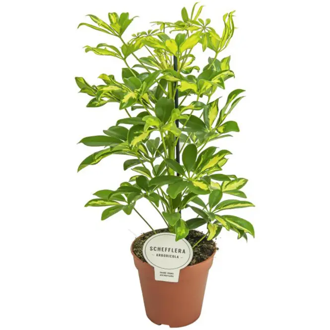 Schefflera arb. Gerda 13/45
