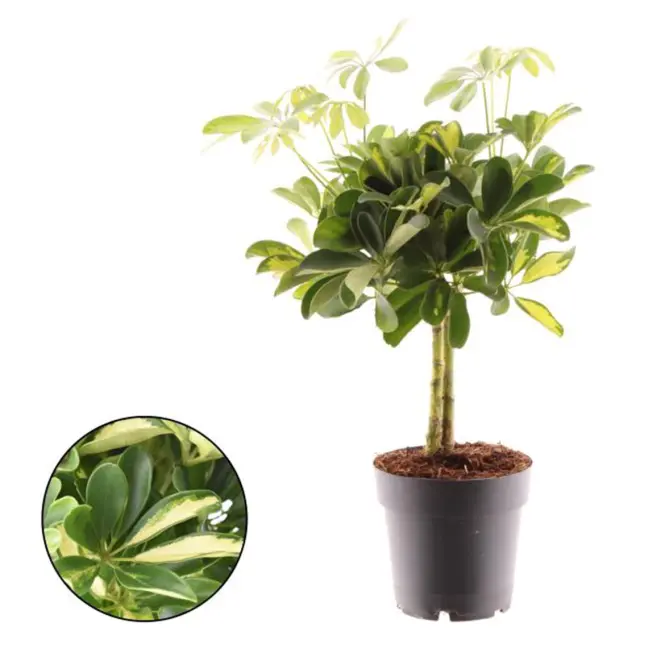 Schefflera arb. Gold capella 14/50