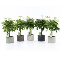 Schefflera arb. Gold capella in classic stone 14/40