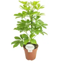 Schefflera arb. Nora 13/45