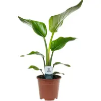 Strelitzia nicolai 14/45