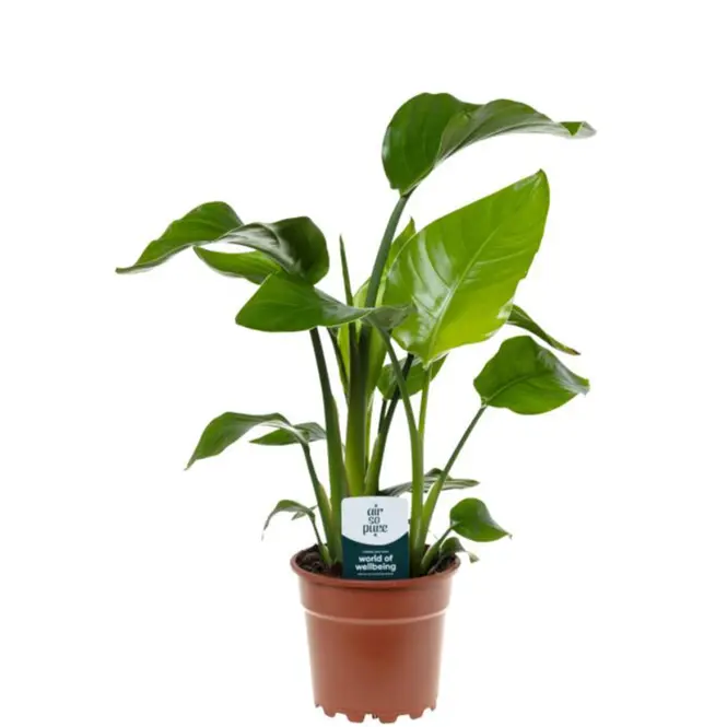 Strelitzia nicolai 17/70