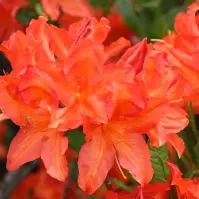 Azalia Saturnus 15l