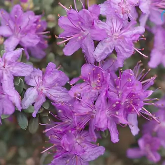Rhododendron Impeditum C3