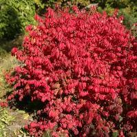 Euonymus alatus 