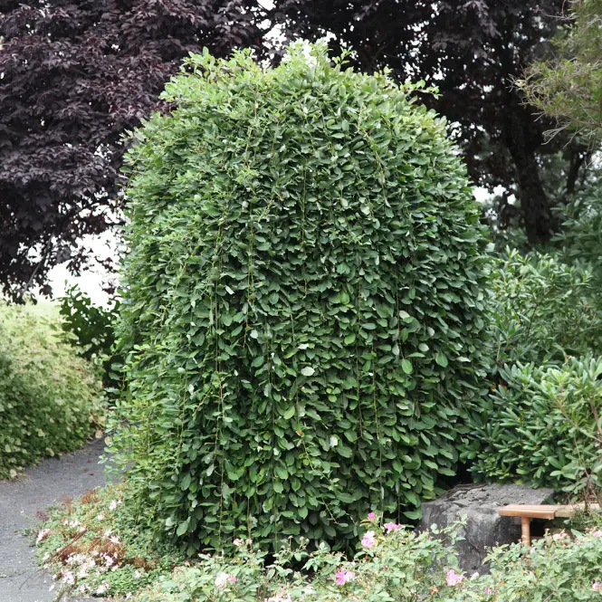 Salix caprea 