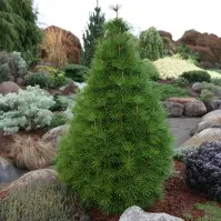 Sciadopitys verticillata