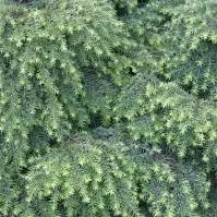 Tsuga canadensis
