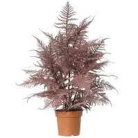 Asparagus 91245