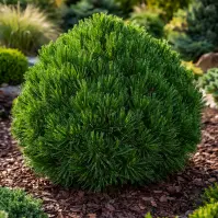 Pinus leucodermis Schmidtii