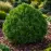 Pinus leucodermis Schmidtii