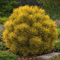 Pinus mugo Carstens Wintergold