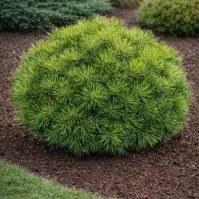 Pinus densiflora Low Glow