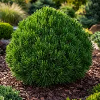 Pinus leucodermis Schmidtii C5