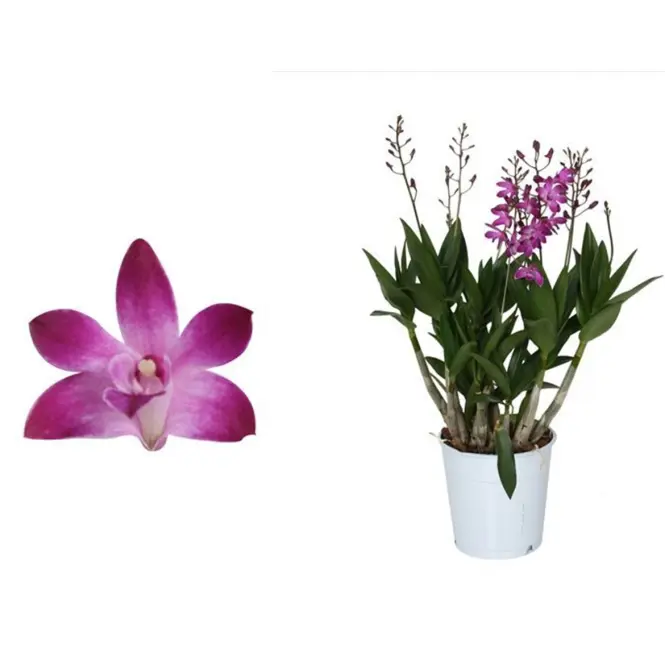 Dendrobium Berry Oda 12/40-60