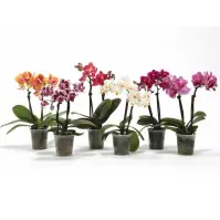 Phalaenopsis (PREMIUM) 6/17-25
