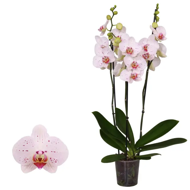 Phalaenopsis Goya 12/55