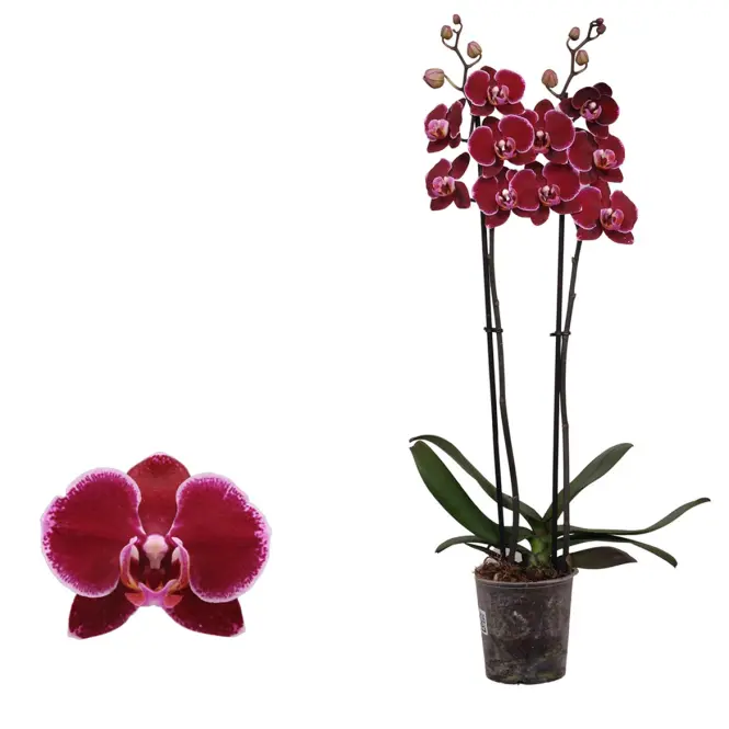 Phalaenopsis Montpellier12/65