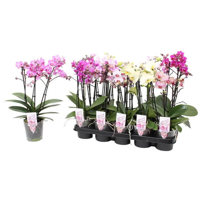 Phalaenopsis Multi. 12/39