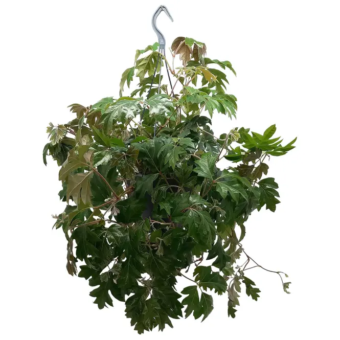 Cissus Ellen Danica 19