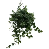 Hedera Hel. Wonder 19
