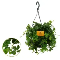 Parthenocissus Ins. Striata 15/25