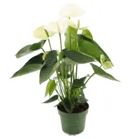 Anthurium Andr. Alpine 14/50
