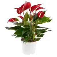Anthurium Andr. Banderola Roja 12/40