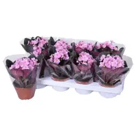 Saintpaulia Light Pink 12/20