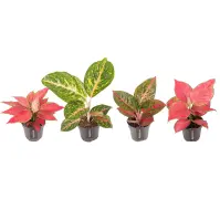 Aglaonema Red Surprise 12/35