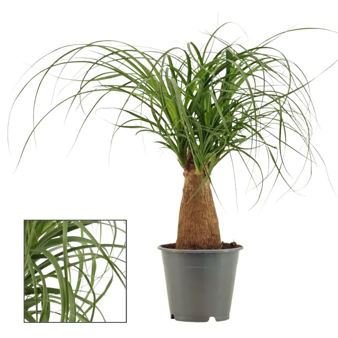 Beaucarnea Recurvata Stem 12/35