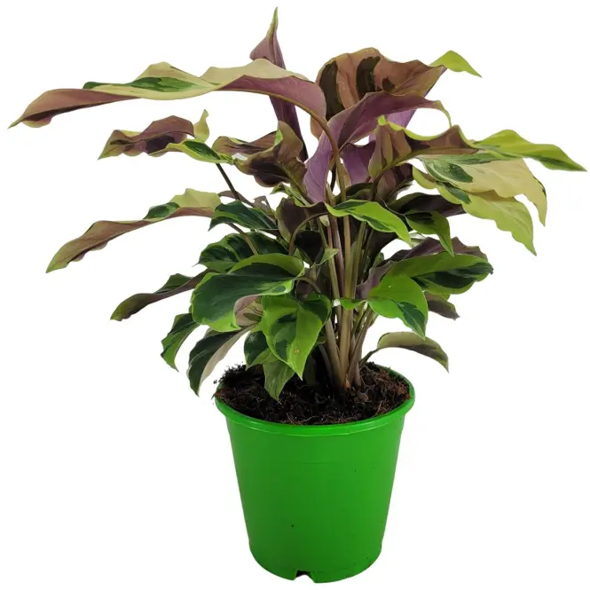 Calathea Fusion Yellow  14/40