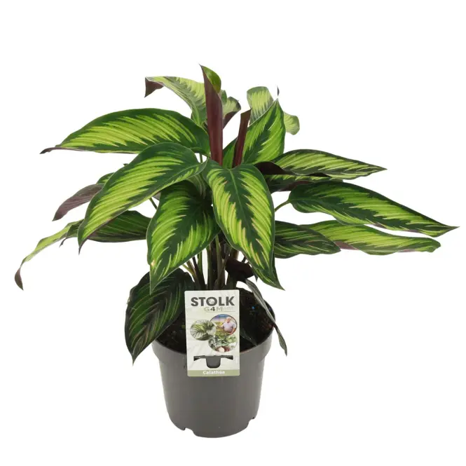 Calathea Majestica Princeps 14/40