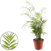 Chamaedorea Elegans 14/55