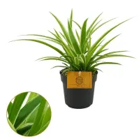 Chlorophytum Ocean 10,5/15