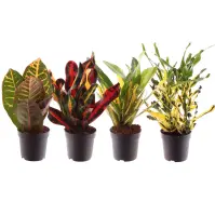 Codiaeum 7/20