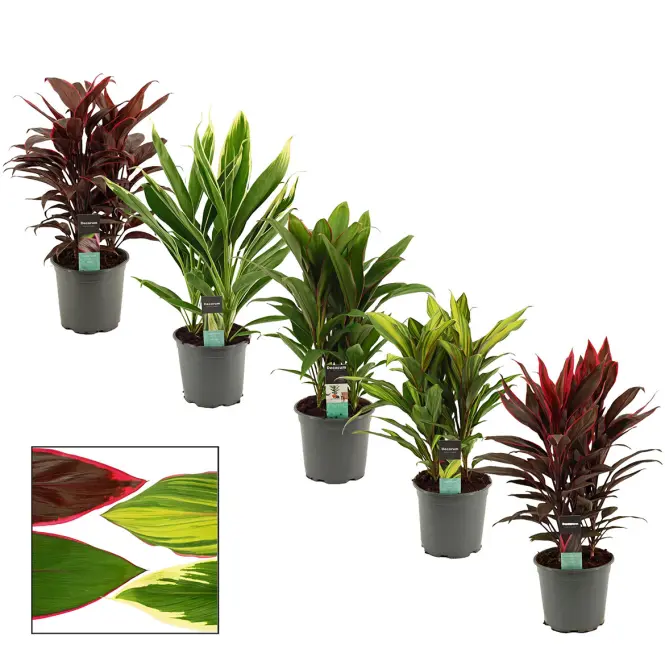 Cordyline 19/60