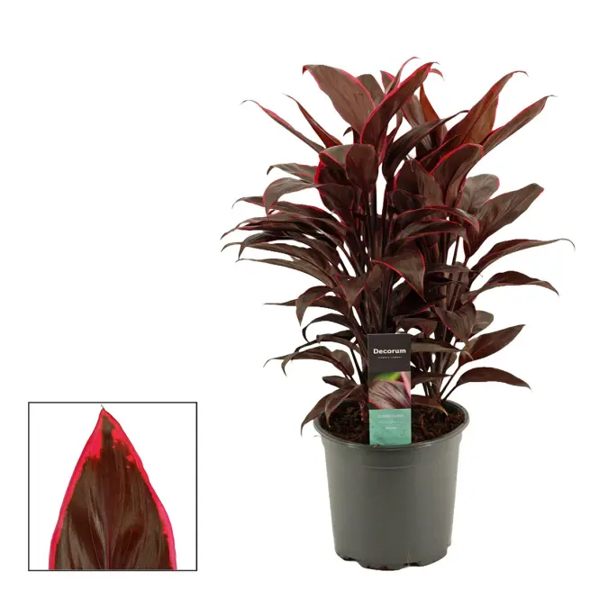 Cordyline Mambo 19/60