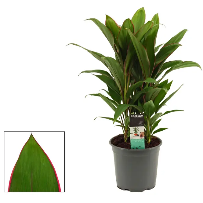 Cordyline Salsa 19/60