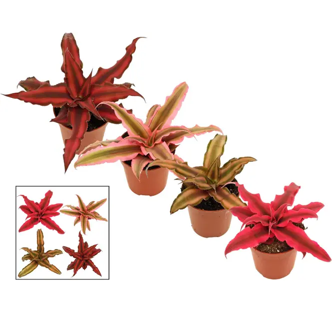 Cryptanthus 6/6