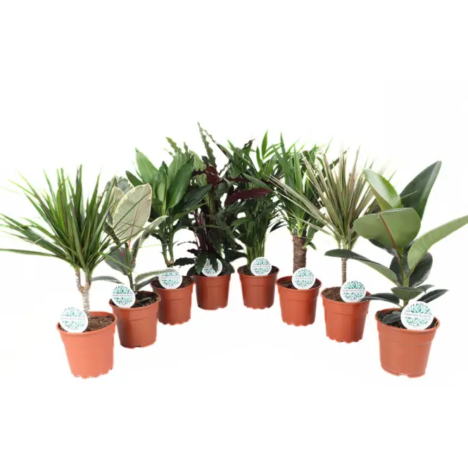 Green Houseplant 17/60