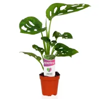Monstera Obl. Monkey Leaf 5.5/25