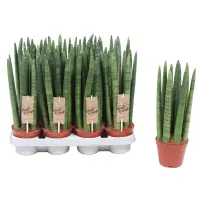 Sansevieria Cyl. Straight 10/30