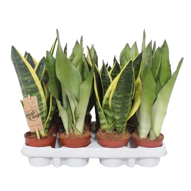 Sansevieria Trif.  9/30